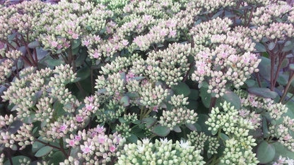  Vetkruid (Sedum 'Matrona')