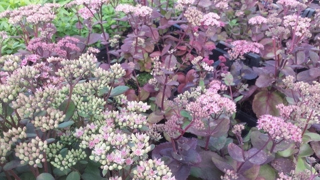  Vetkruid (Sedum 'Matrona')