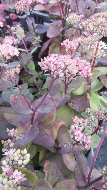  Vetkruid (Sedum 'Matrona')