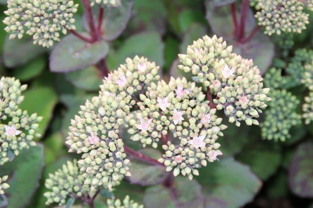  Vetkruid (Sedum 'Matrona')