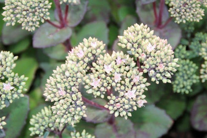  Vetkruid (Sedum 'Matrona')