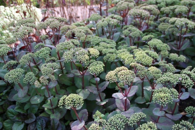  Vetkruid (Sedum 'Matrona')