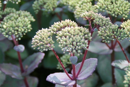  Vetkruid (Sedum 'Matrona')