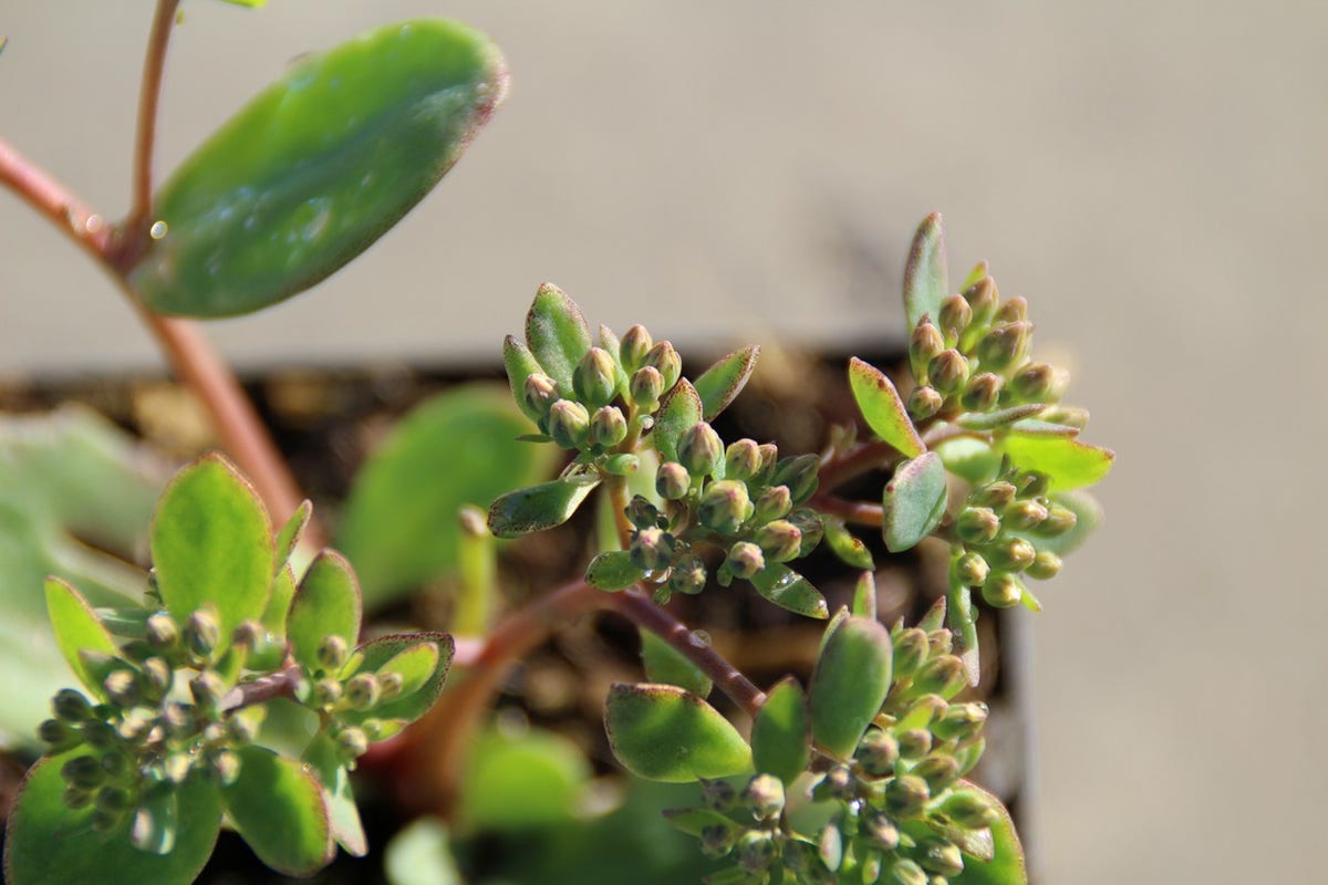  Vetkruid (Sedum 'Matrona')