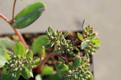  Vetkruid (Sedum 'Matrona')