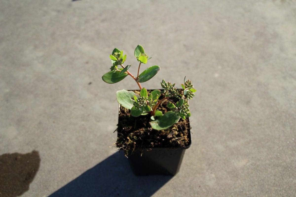  Vetkruid (Sedum 'Matrona')