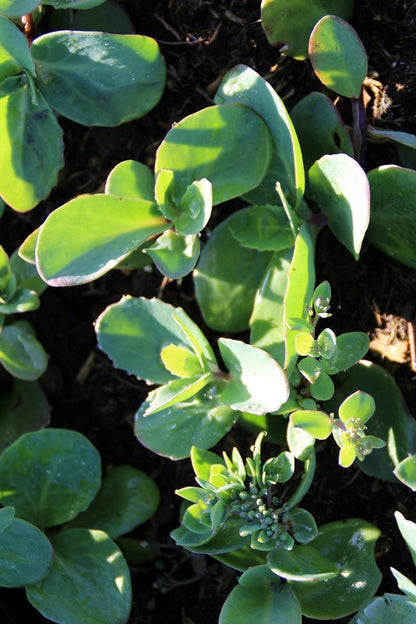 Vetkruid (Sedum 'Matrona')