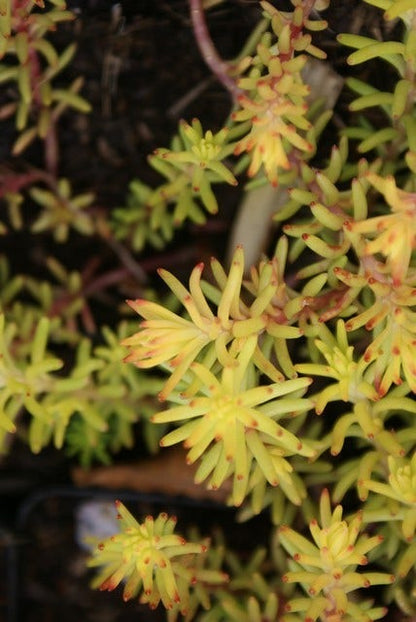  Vetkruid (Sedum Reflexum 'Angelina')