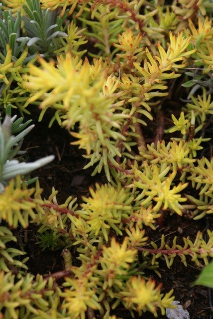  Vetkruid (Sedum Reflexum 'Angelina')