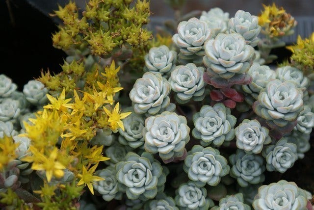  Vetkruid (Sedum Spathulifolium 'Cape Blanco')