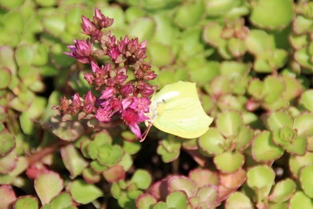  Vetkruid (Sedum Spurium 'Schorbuser Blut')