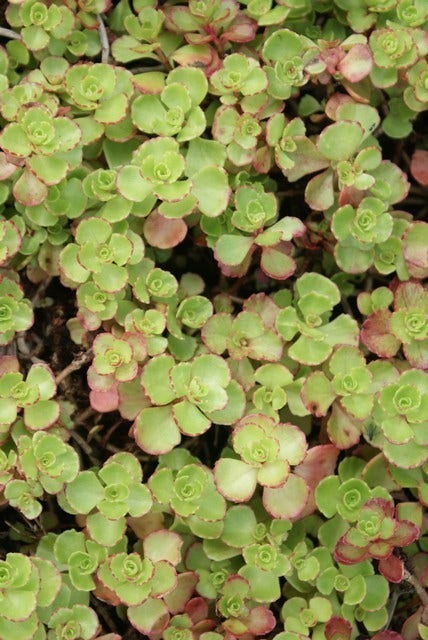  Vetkruid (Sedum Spurium 'Schorbuser Blut')