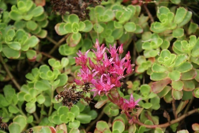  Vetkruid (Sedum Spurium 'Schorbuser Blut')