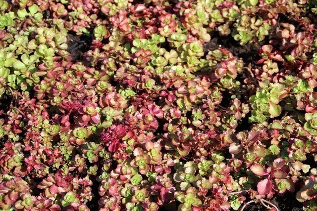  Vetkruid (Sedum Spurium 'Schorbuser Blut')