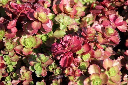  Vetkruid (Sedum Spurium 'Schorbuser Blut')