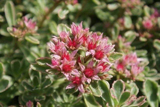  Vetkruid (Sedum Spurium 'Variegatum')