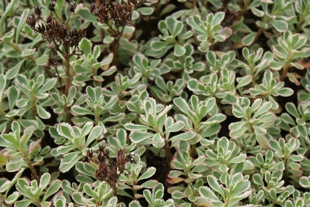  Vetkruid (Sedum Spurium 'Variegatum')