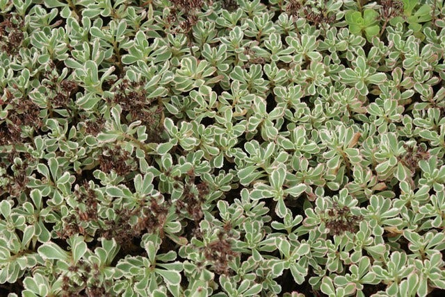  Vetkruid (Sedum Spurium 'Variegatum')