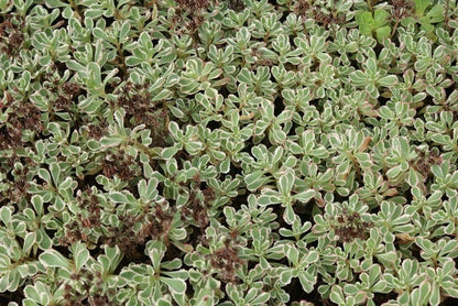  Vetkruid (Sedum Spurium 'Variegatum')