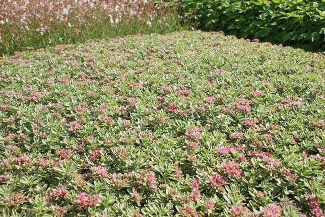  Vetkruid (Sedum Spurium 'Variegatum')