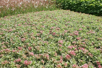  Vetkruid (Sedum Spurium 'Variegatum')