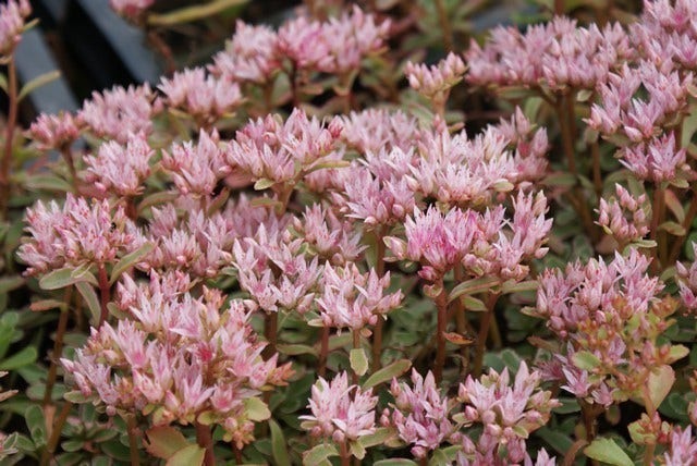  Vetkruid (Sedum Spurium 'Variegatum')