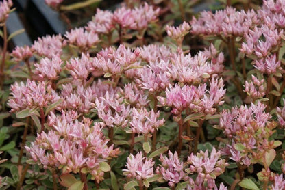  Vetkruid (Sedum Spurium 'Variegatum')