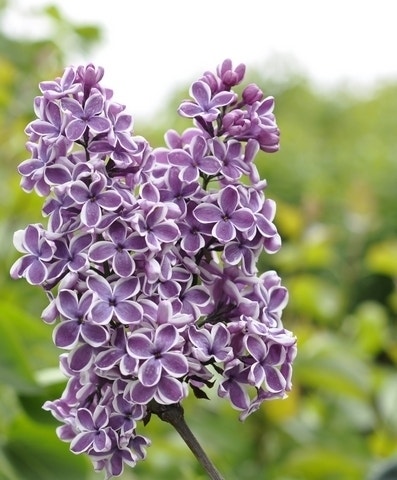  Tweekleurige Sering (Syringa Vulgaris 'Sensation')