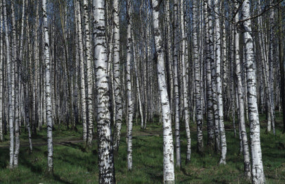  Berk, Bosplantsoen (Betula Pendula)