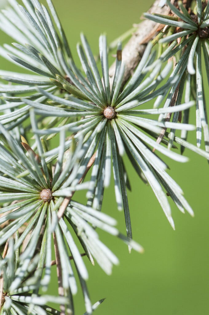  Treurceder (Cedrus Libani 'Glauca Pendula')