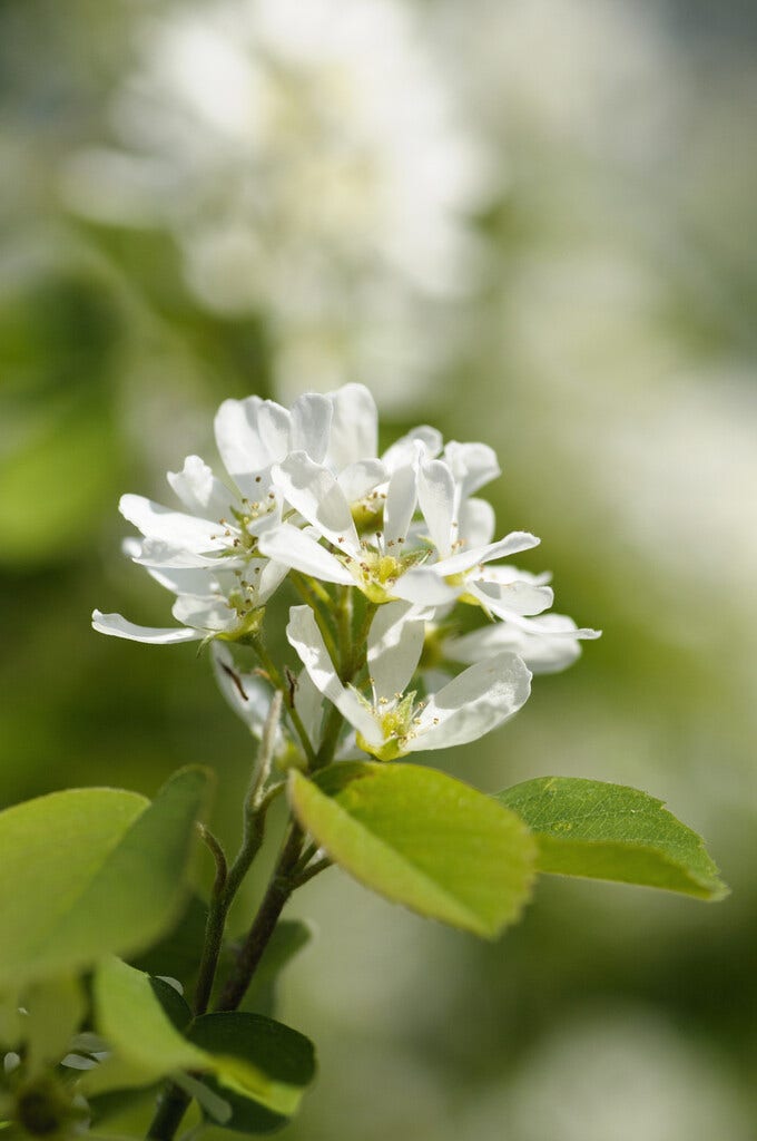  Zuilvormige Krentenboom (Amelanchier Alnifolia 'Obelisk')