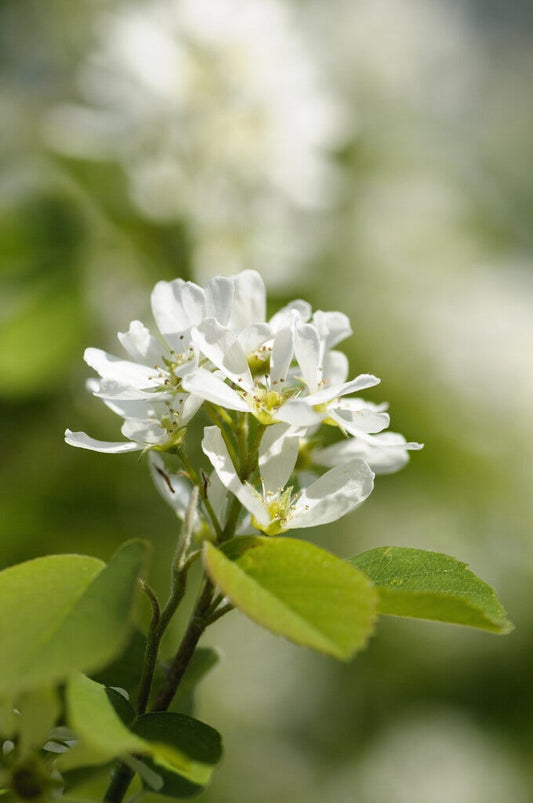  Zuilvormige Krentenboom (Amelanchier Alnifolia 'Obelisk')