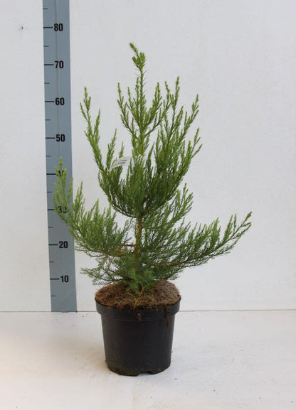  Mammoetboom (Sequoiadendron Giganteum)