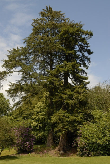  Kustmammoetboom (Sequoia Sempervirens)
