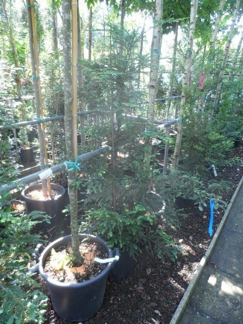  Kustmammoetboom (Sequoia Sempervirens)