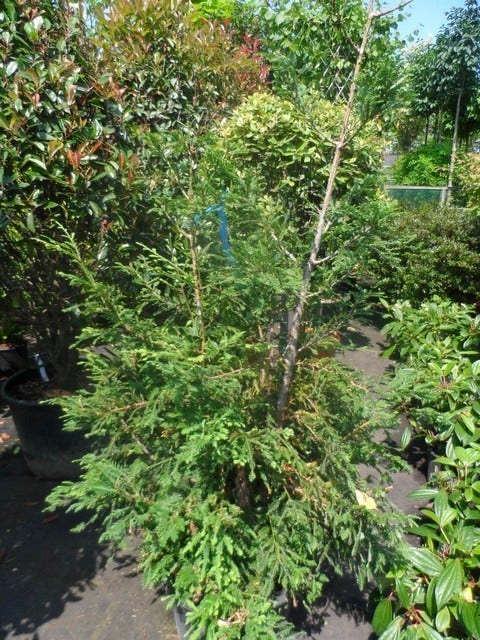  Kustmammoetboom (Sequoia Sempervirens)