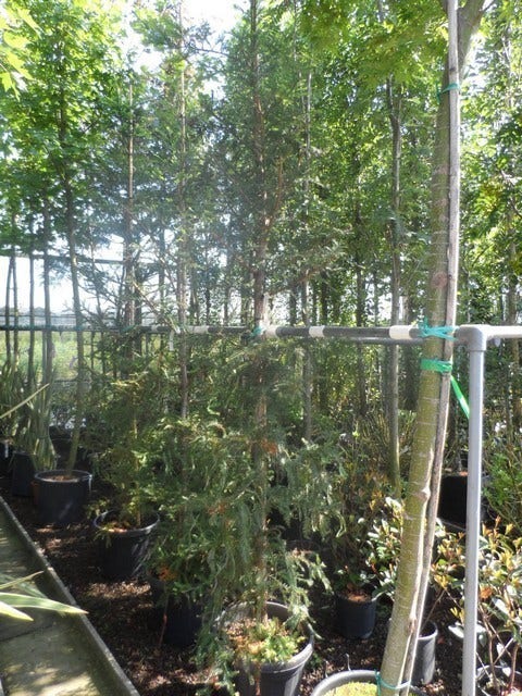 Kustmammoetboom (Sequoia Sempervirens)