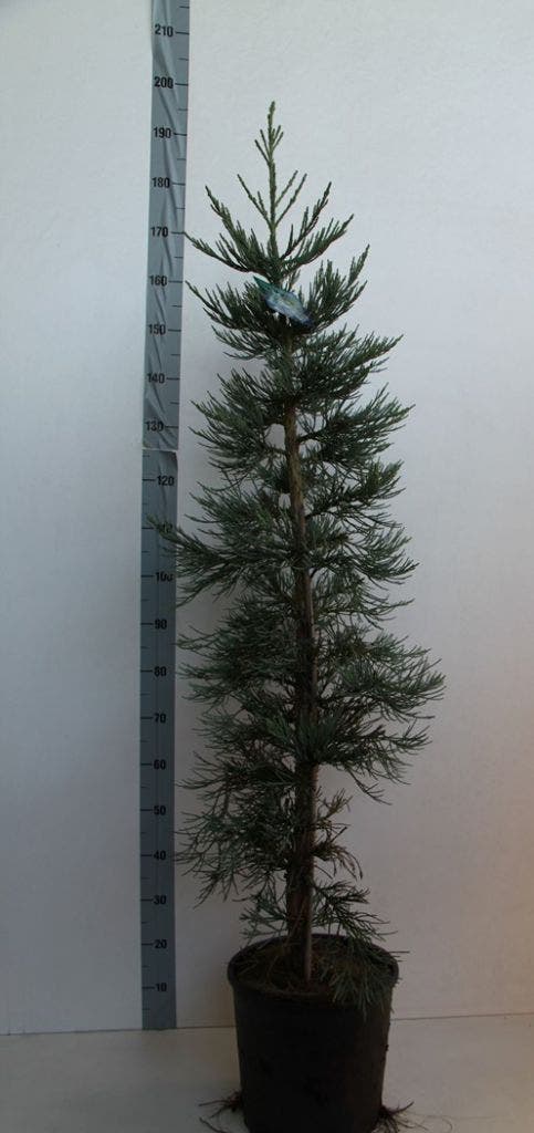  Mammoetboom (Sequoiadendron Giganteum)