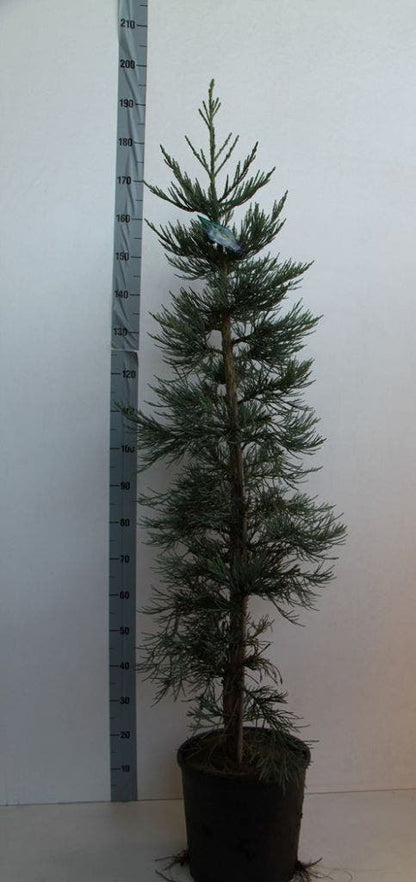  Mammoetboom (Sequoiadendron Giganteum)
