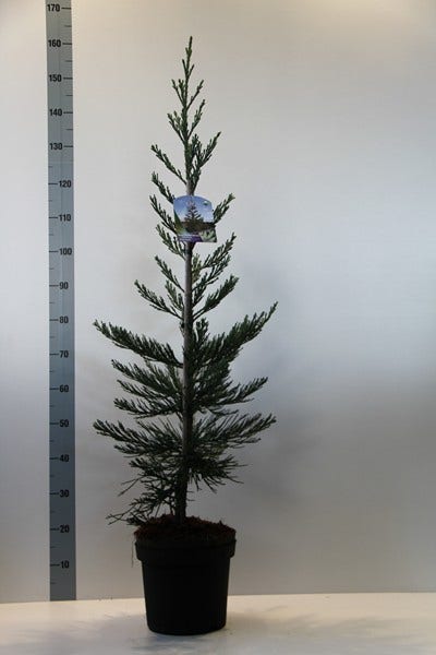  Mammoetboom (Sequoiadendron Giganteum)
