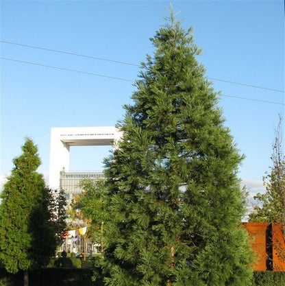  Kustmammoetboom (Sequoia Sempervirens)