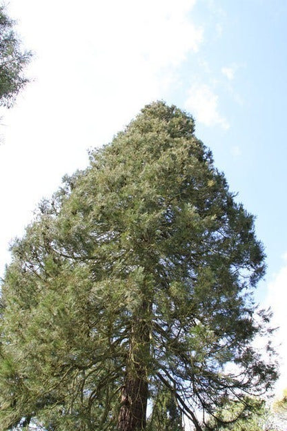  Mammoetboom (Sequoiadendron Giganteum)