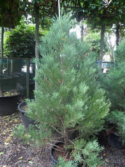  Mammoetboom (Sequoiadendron Giganteum)