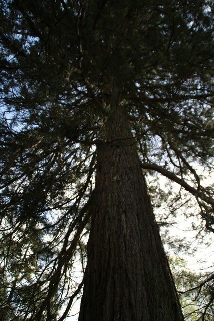  Mammoetboom (Sequoiadendron Giganteum)