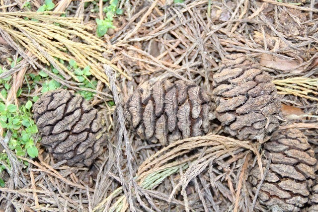  Mammoetboom (Sequoiadendron Giganteum)