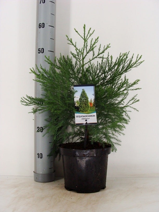  Mammoetboom (Sequoiadendron Giganteum)