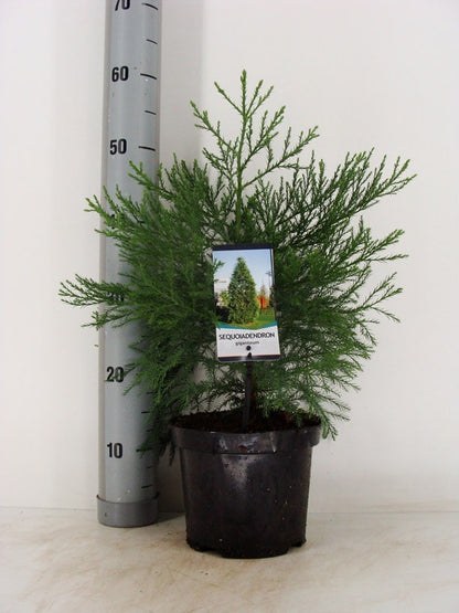  Mammoetboom (Sequoiadendron Giganteum)
