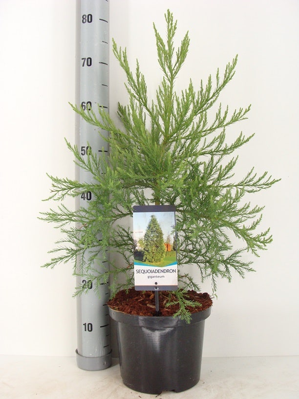  Mammoetboom (Sequoiadendron Giganteum)