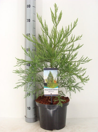  Mammoetboom (Sequoiadendron Giganteum)
