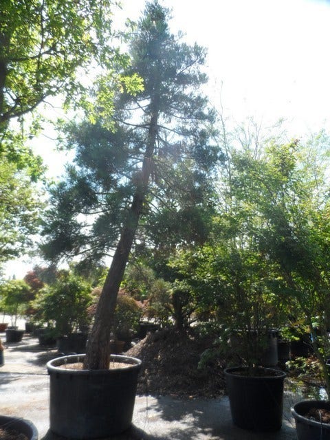  Mammoetboom (Sequoiadendron Giganteum)